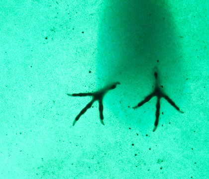 Bird's feet seen through a plexiglass