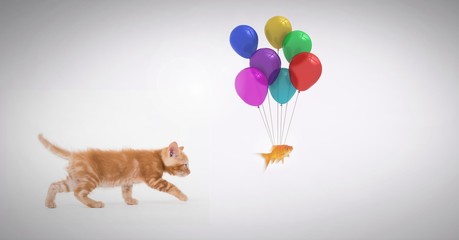 Kitten following fish tied to balloons - Powered by Adobe
