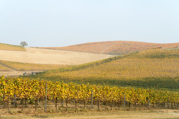 Fototapeta na wymiar Autumnal landscape of vines and hills in Langhe, Northern Italy