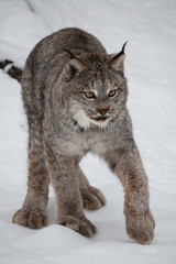 Canada Lynx