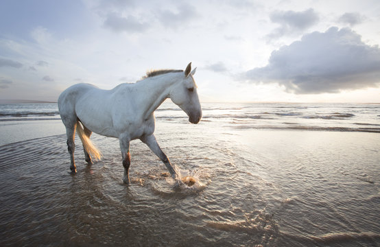 Horse on beach at sunset.