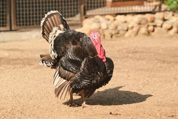 The Turkey (Meleagris gallopavo) in the poultry yard