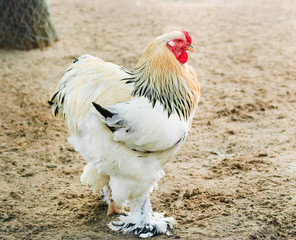Rooster Light Brahma in the poultry yard