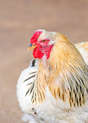 Rooster Light Brahma close-up