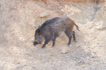 Wild boar in the forest, Cazorla, Jaen, Spain