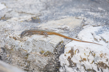 Podarcis virescens, Cazorla Natural Park, Jaen, Spain