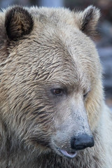 A close-up grizzly bear portrait as it sits on the side of a river in Canada