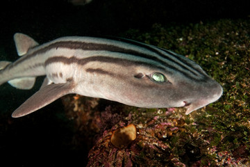 Fototapeta premium Pyjama shark, poroderma africanum, South Africa