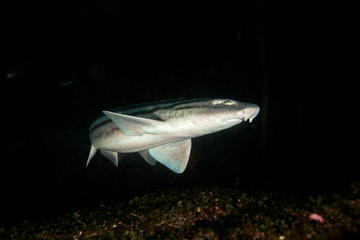 Fototapeta premium Pyjama shark, poroderma africanum, South Africa