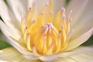 Blossom lotus flower in Thailand poud,macro shots.