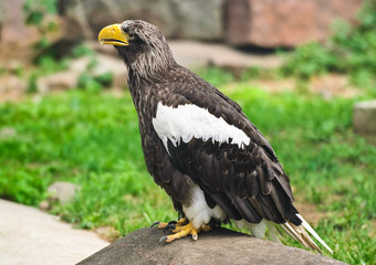 Steller's sea eagle (Haliaeetus pelagicus)