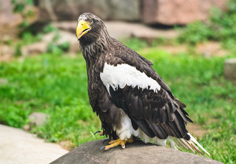 Steller's sea eagle (Haliaeetus pelagicus)