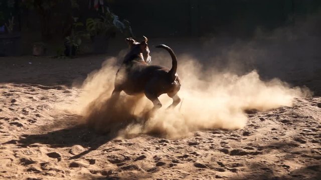 Muscular bulldog kicking up dust in back lit dirt yard slow motion