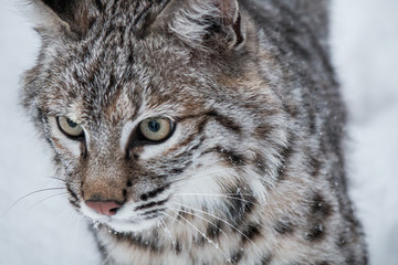 Bobcat
