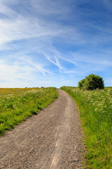 Fototapeta na wymiar Pathway Through a Green Landscape