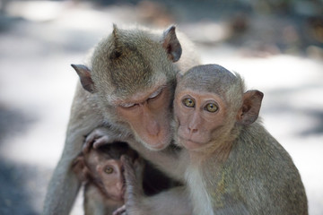 可愛いサル