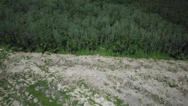 Deforestation. Logging