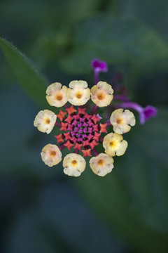 Macro of Tiny Colorful Flower Clusters Known as Lantana camara