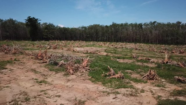 Deforestation. Logging