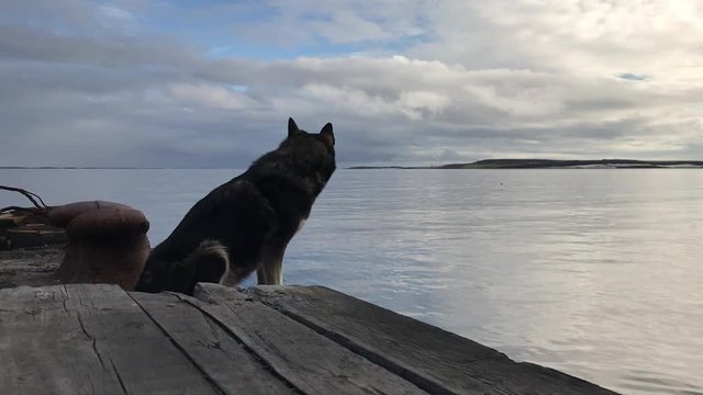 	A faithful dog looks in the sea from an old wooden pier.
