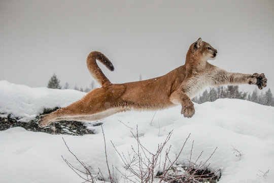 Mountain Lion