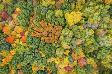 Top aerial view of colorful maple forest trees, autumn season. Michigan State, United States