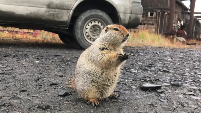 Little fluffy American gopher funny eating gnawing food.