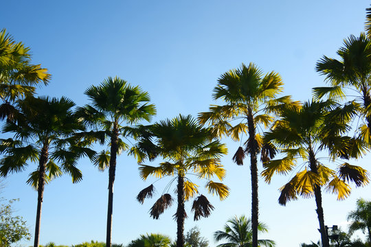 Palm trees with blue sky background