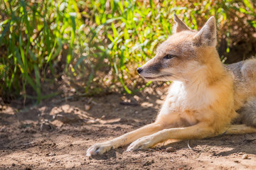 Fox lying in the sun