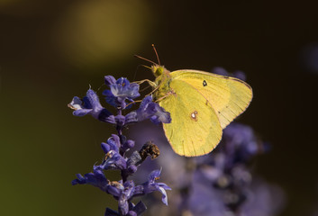 Orange Sulphur butterfly (Colias eurytheme) on purple salvia flowers with dark background