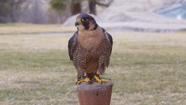Domestic African peregrine falcon sitting restlessly on its perch