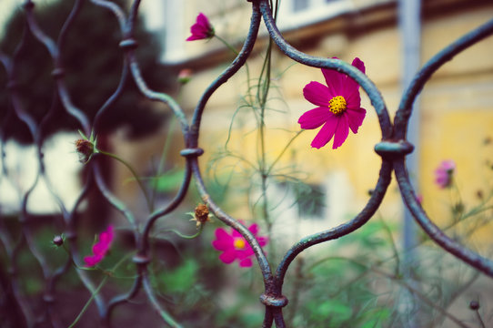 Flower on te street