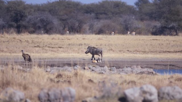 Warthog walking past a jackal and vulture while leaving water hole in African scrub grassland