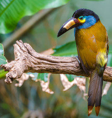 Bright Yellow, Orange, and Blue Plumage on a Mountain Toucan Against a Green Leafed Background