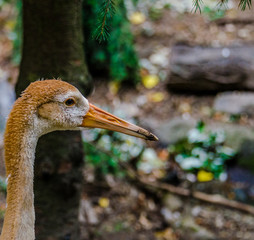 Bright Orange and White Plumage on a Juvenile White Naped Crane  Against a Forest Background