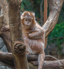 Orange and White Fur on an Adorable Langur Monkey Sitting in a Tree