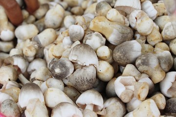 Fresh mushrooms for cooking in the market