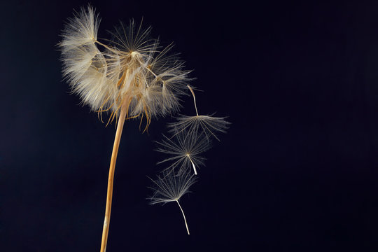 Fototapeta dandelion and its flying seeds on a dark blue background