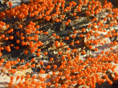Slime mould, or myxomycete, Trichia decipiens. Myxomycete is a special organism that gathers from many microscopic unicellular amoebae. Many orange fruit bodies on a surface of a sunlit touchwood.