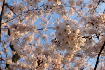 cherry blossom 1