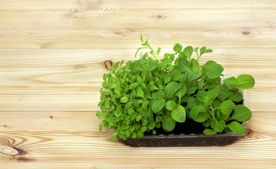 Potted seedlings growing in biodegradable peat moss pots on wooden background with copy space
