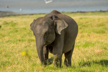 Obraz premium Elephants in the wild