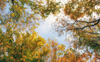 colorful tree branches in sunny forest, autumn natural background