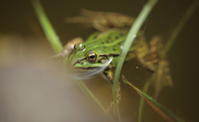summer - green frog in water 