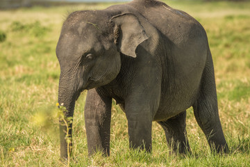 Fototapeta premium Elephants in the wild