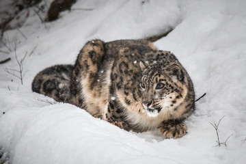 Snow  Leopard