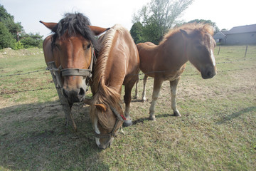 konie - rodzina na pastwisku