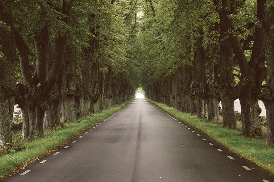 Tunnel of trees on alley in Sweden