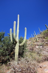 saguaro hill