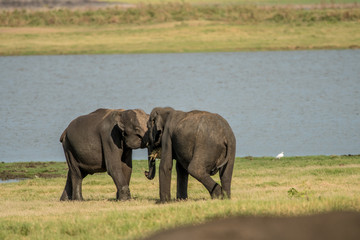 Fototapeta na wymiar Elephants in the wild